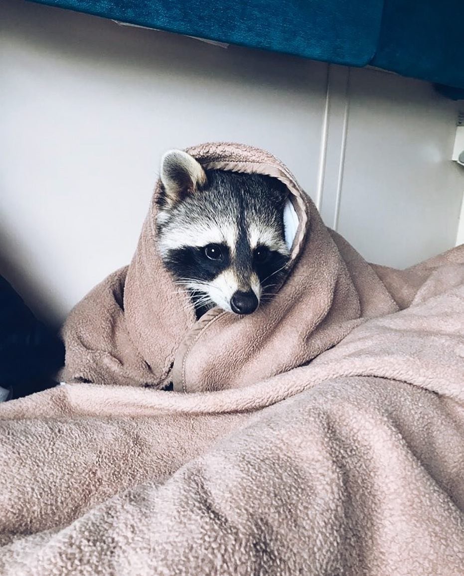 Забавные еноты