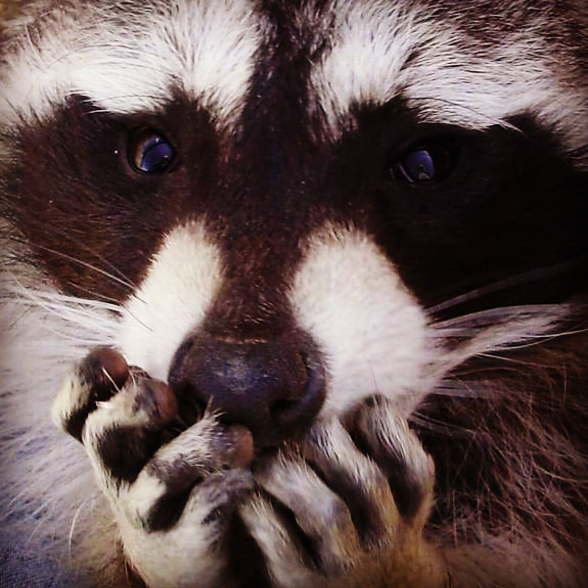 Алекс Солис (Alex Solis) - милота