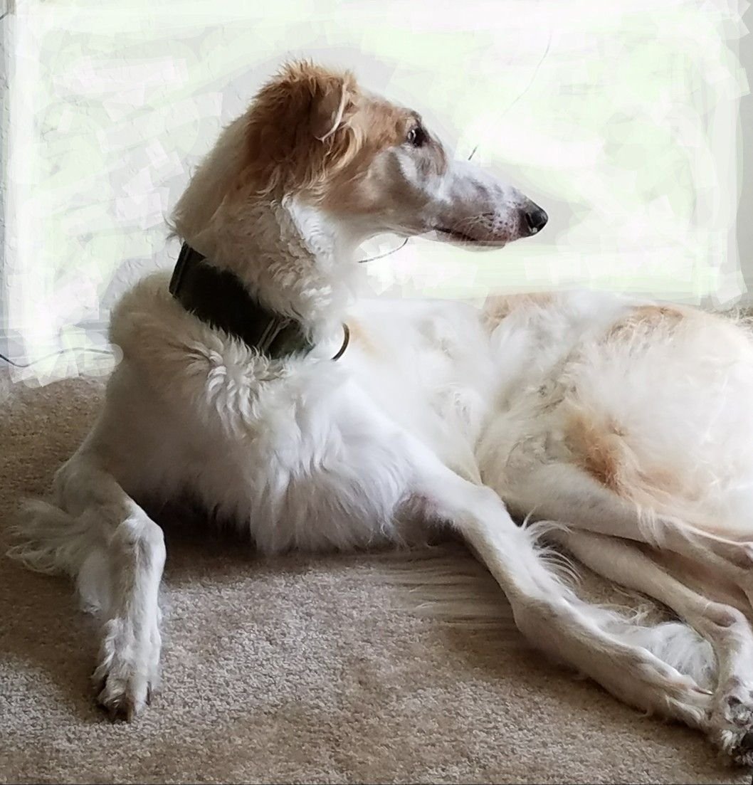 Гончая Грейхаунд пушистая