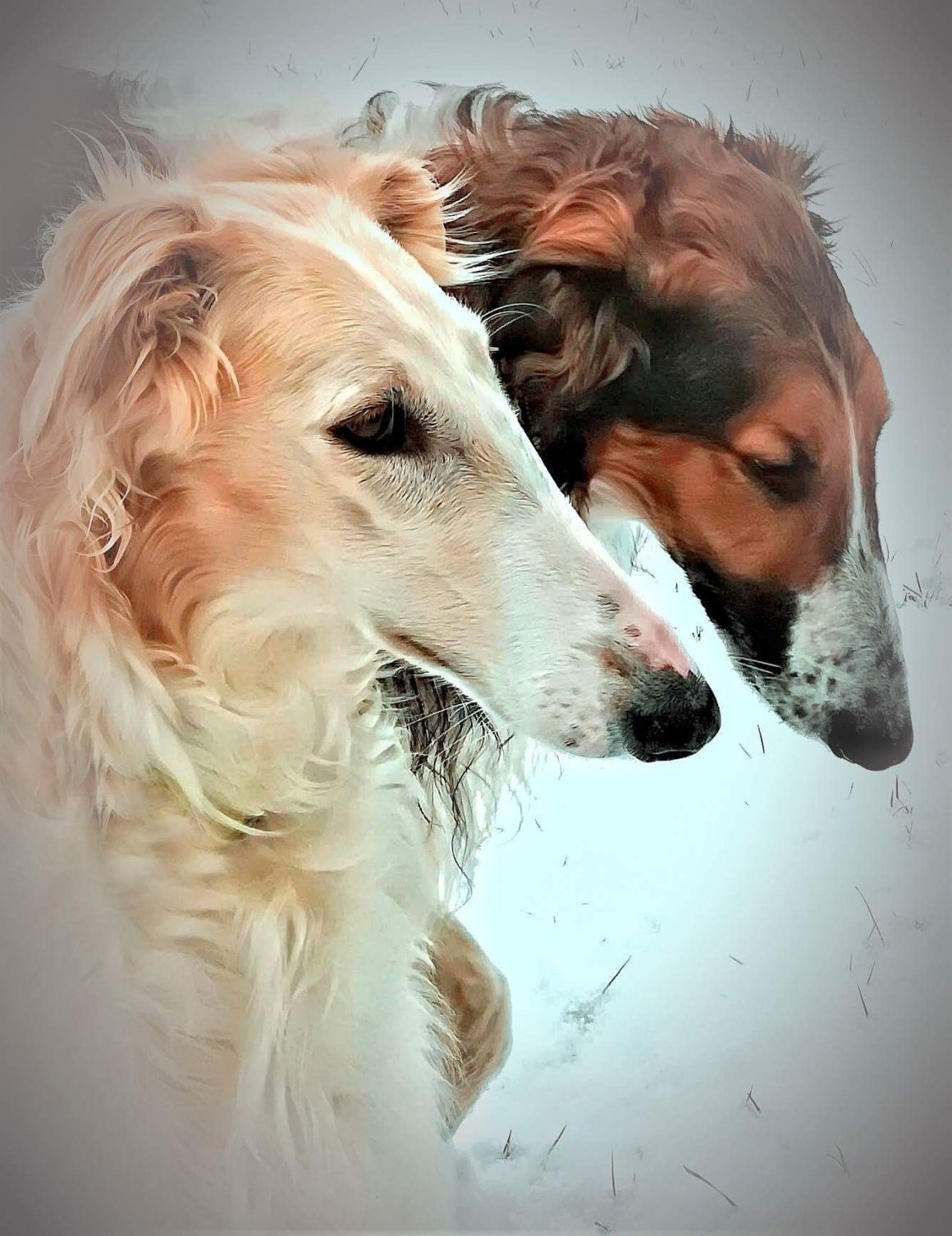 Русская псовая борзая собака