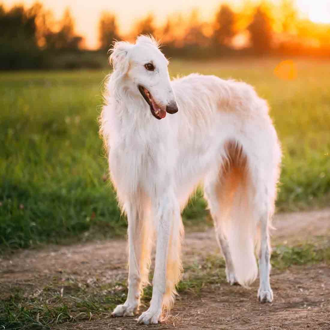 Гончая псовая борзая