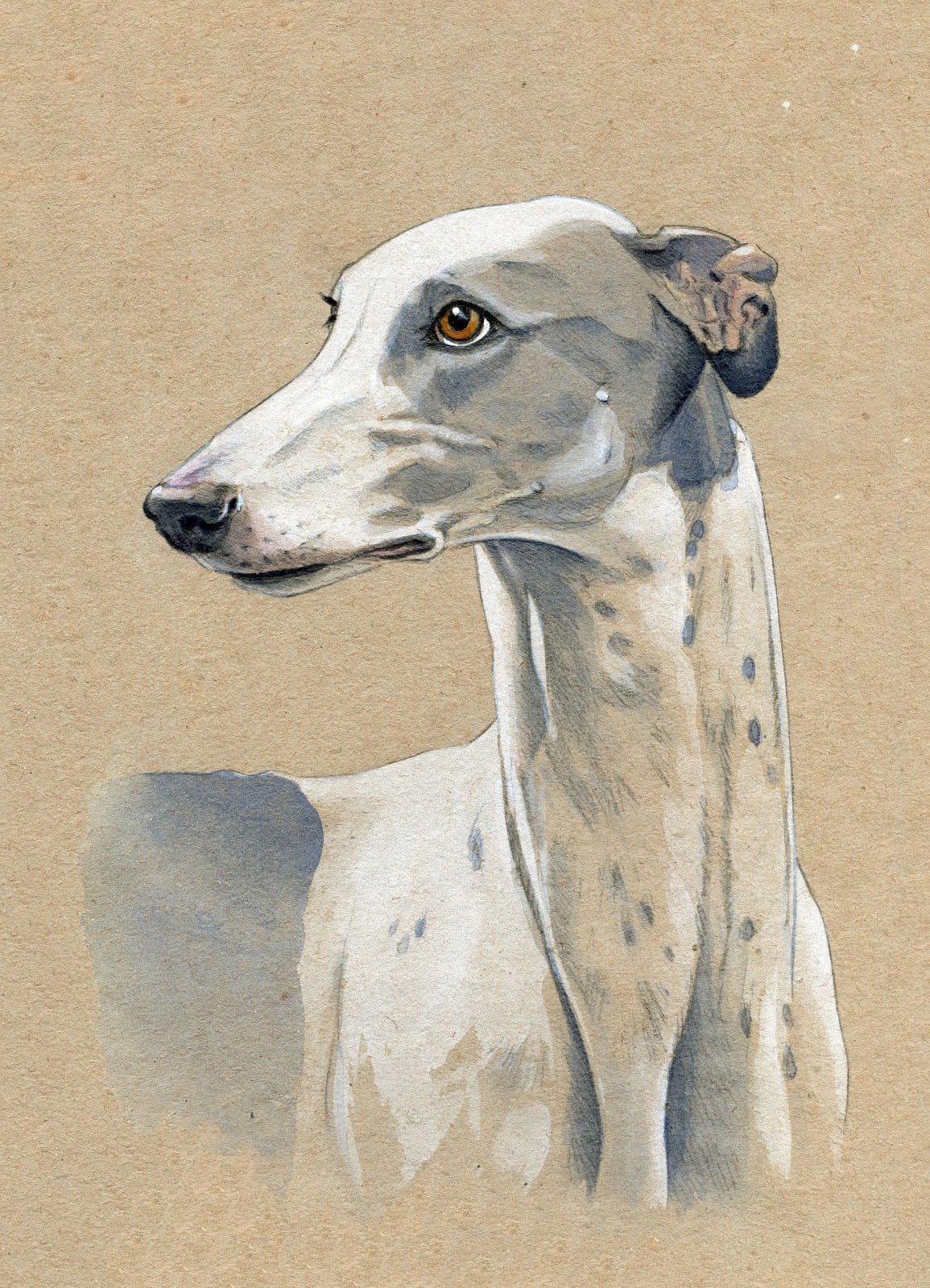 Уиппет портрет