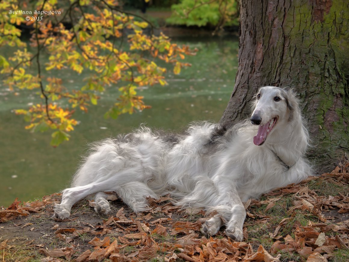 Русская псовая борзая белая