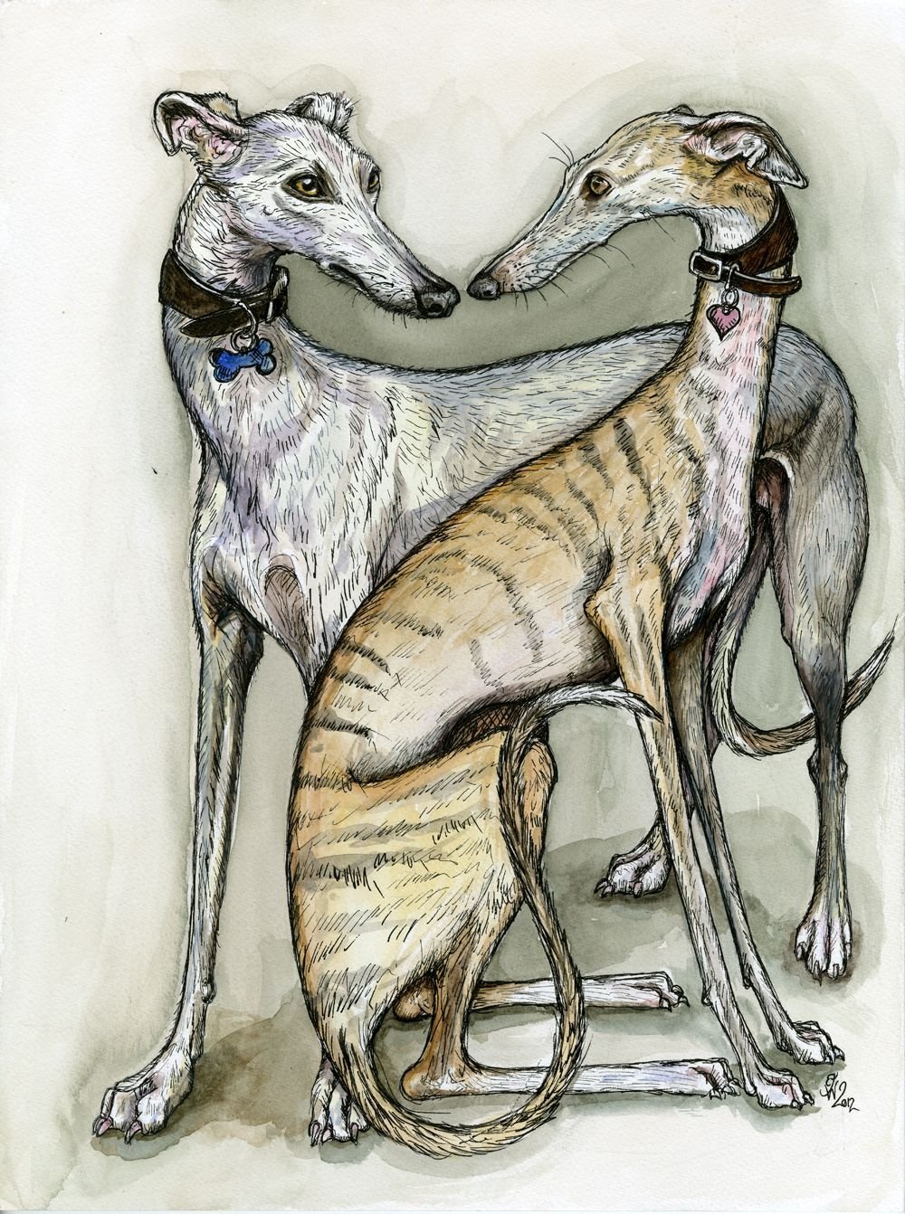 Левретка Уиппет Грейхаунд