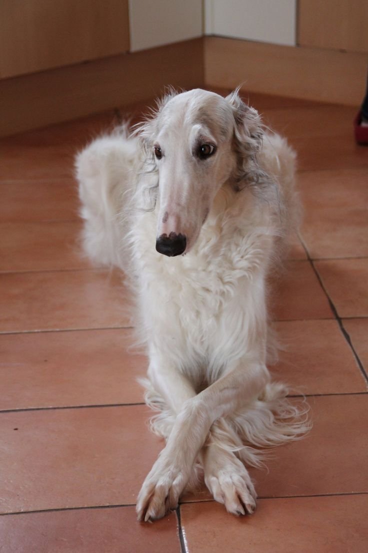 Колли русская борзая