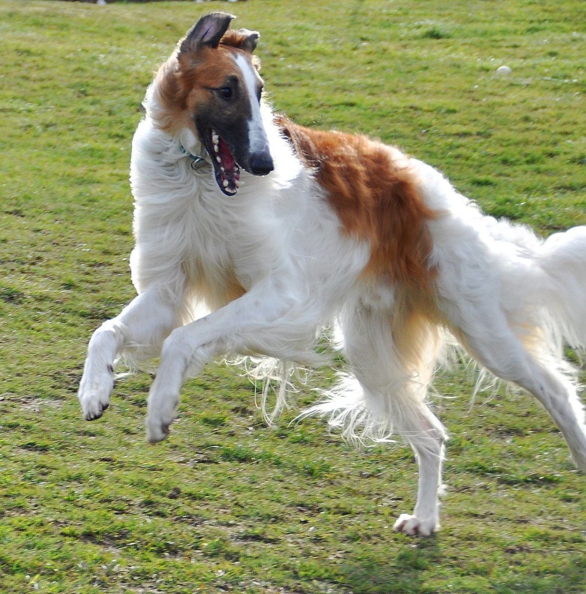 Гончая борзая длинношерстная