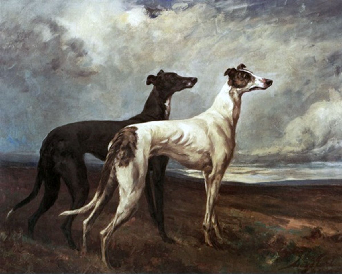 Левретка и русская псовая борзая