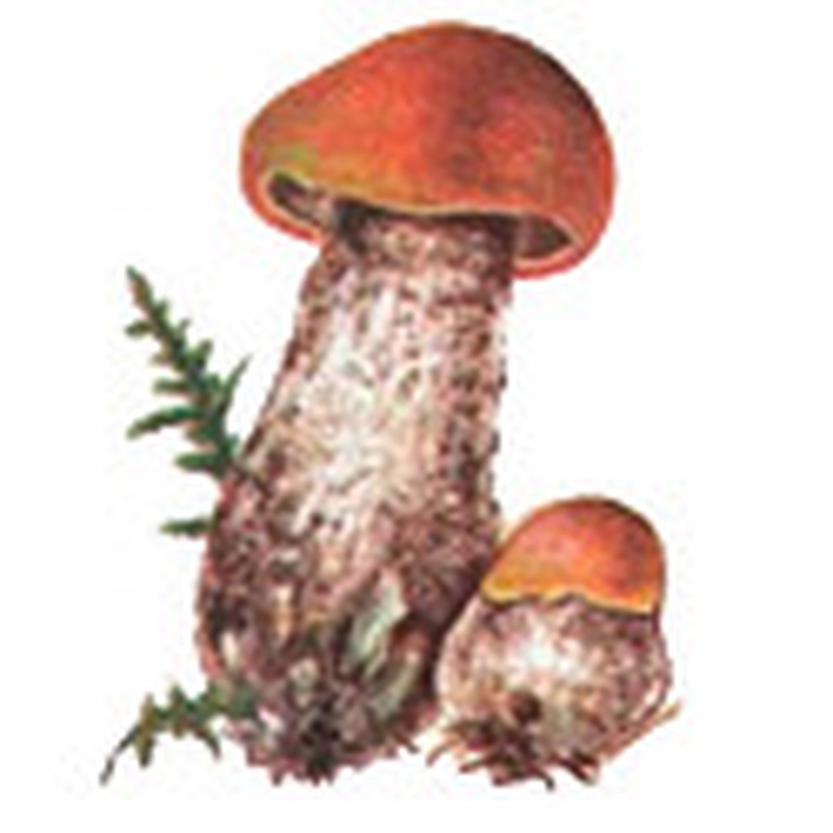 Гриб подосиновик для детей