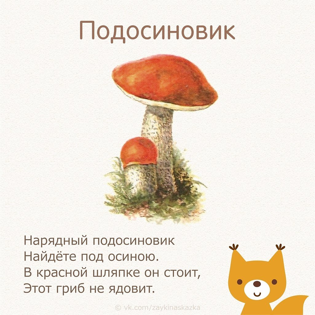 Раскраска гриб масленок