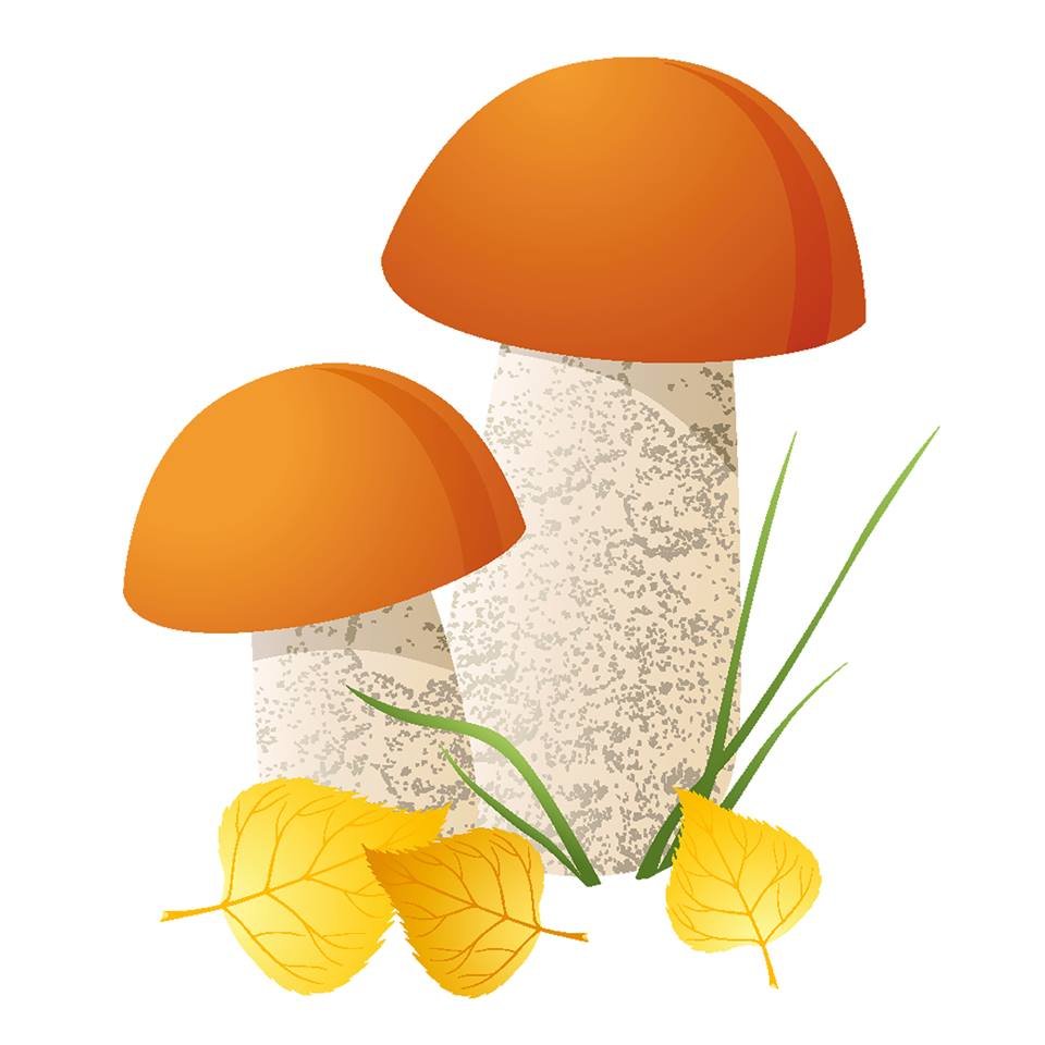 Подосиновик гриб