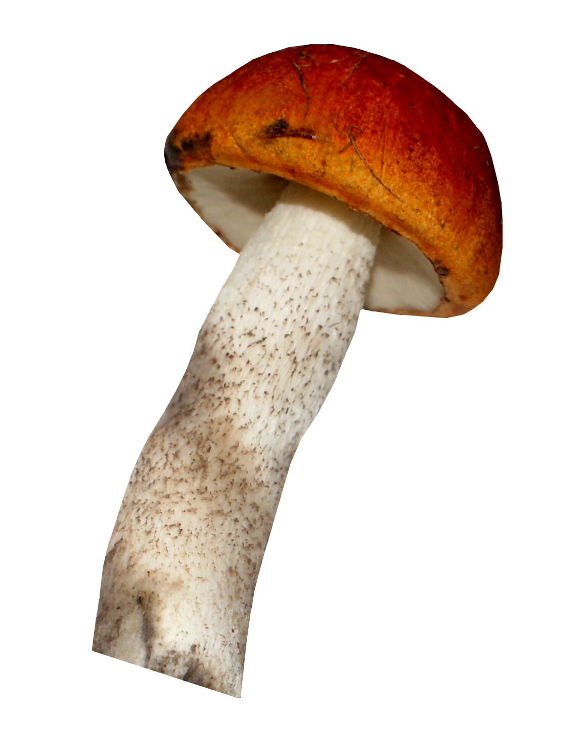 Подосиновик для детей