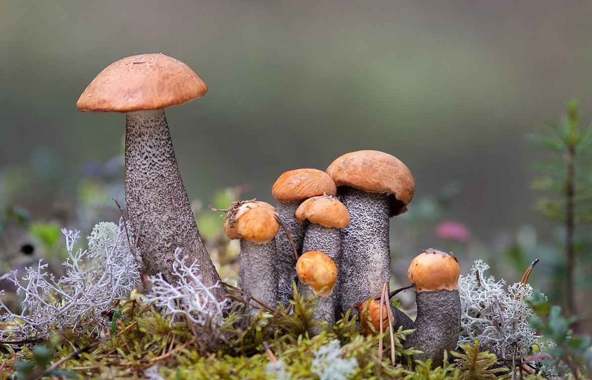 Orange-cap Boletus