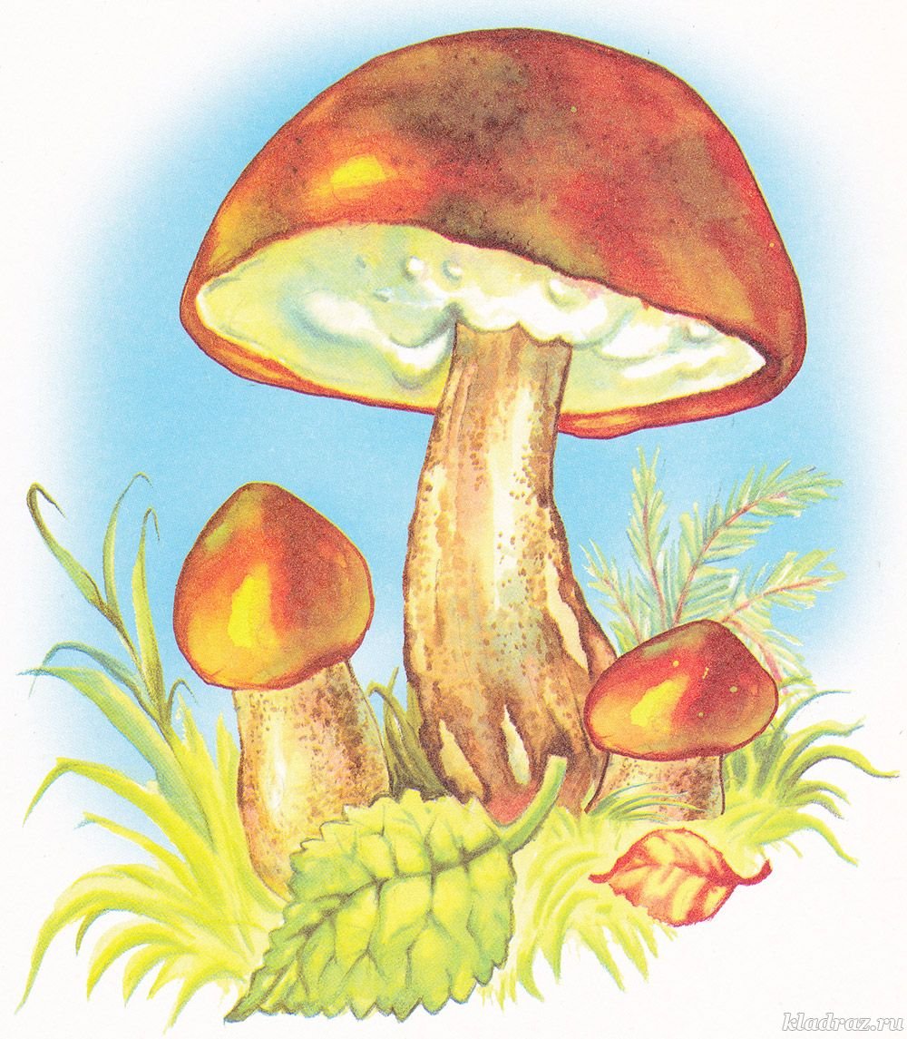 Подосиновик рисунок