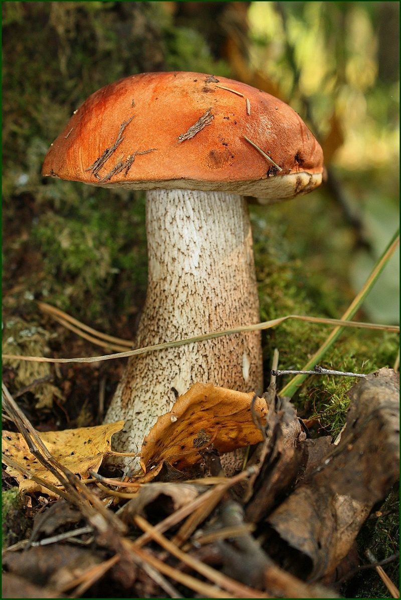 Осиновый гриб на белом фоне