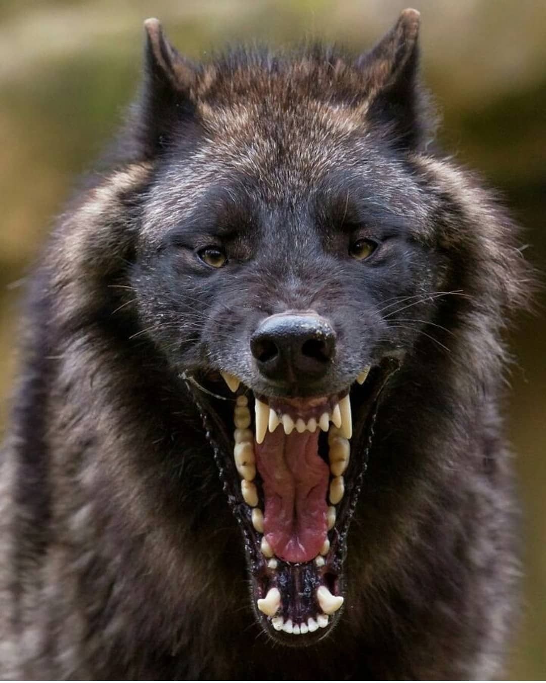 Злые животные