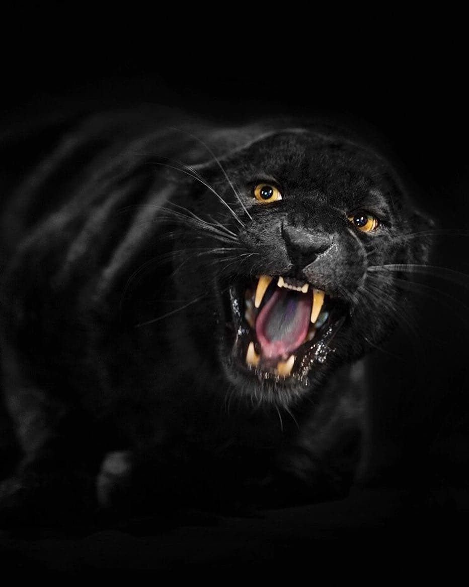 Волчий оскал профиль