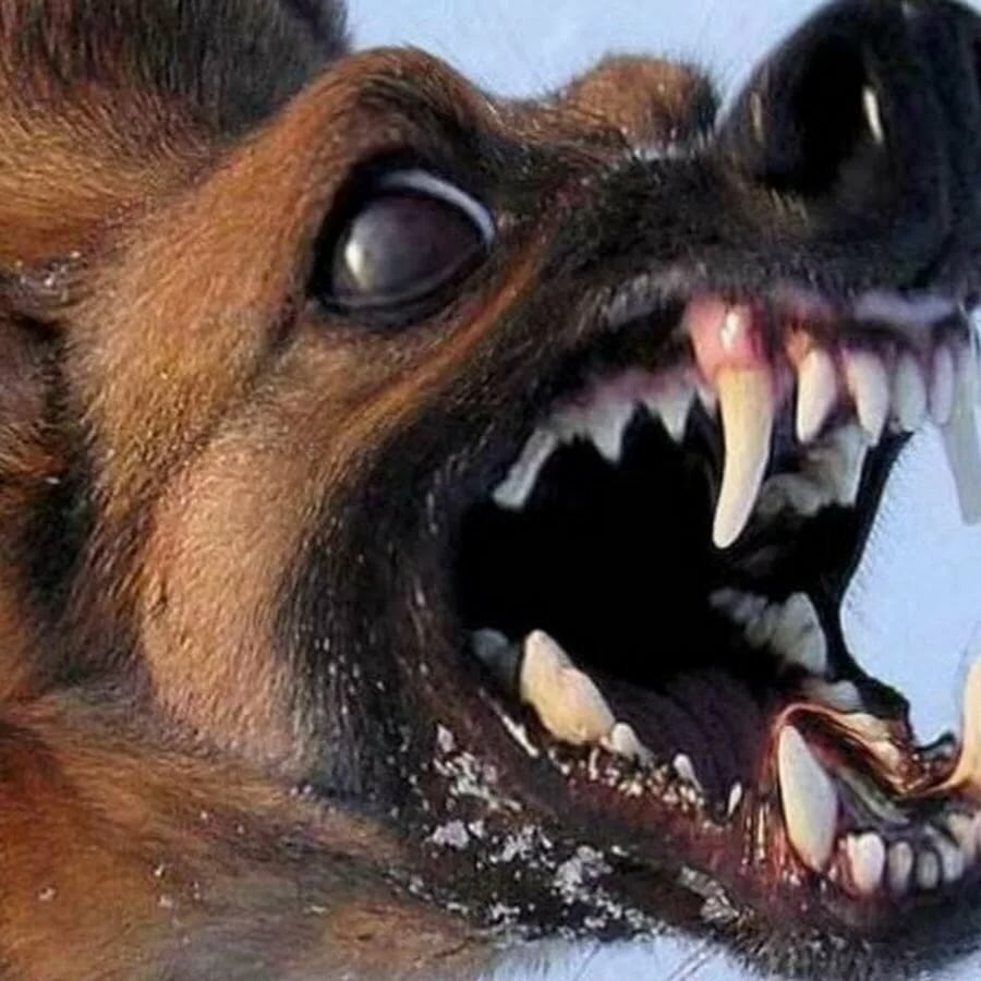 Саблезубый Кугуар