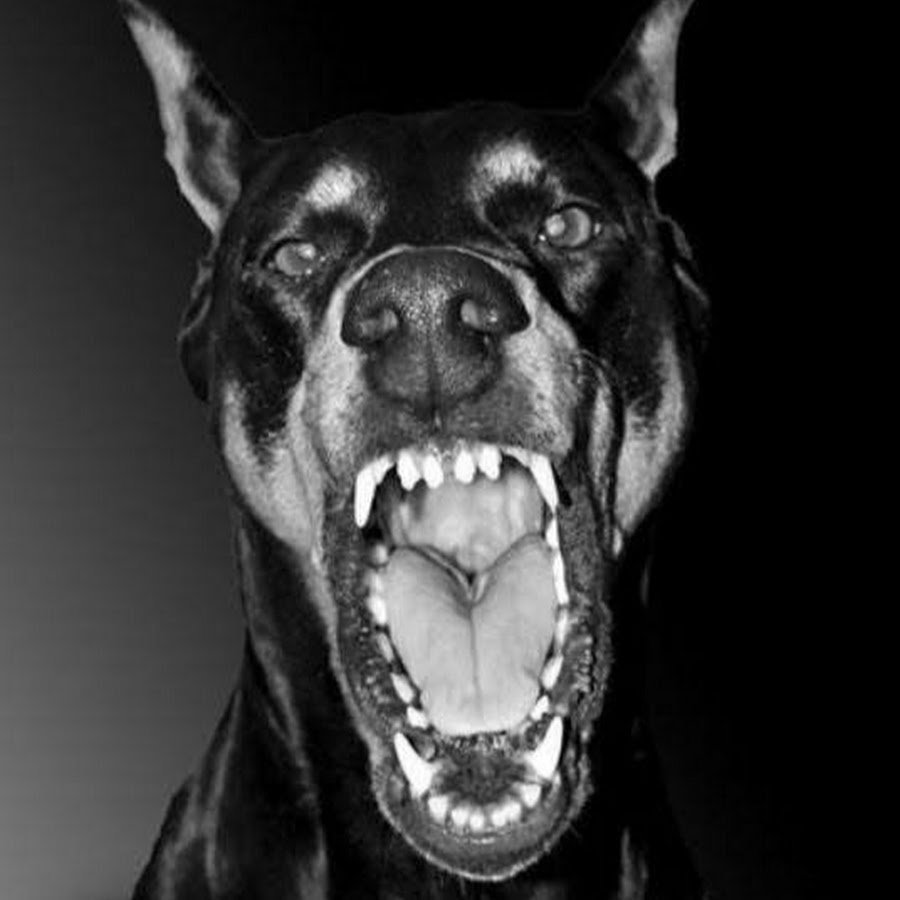 Шакал Шакал