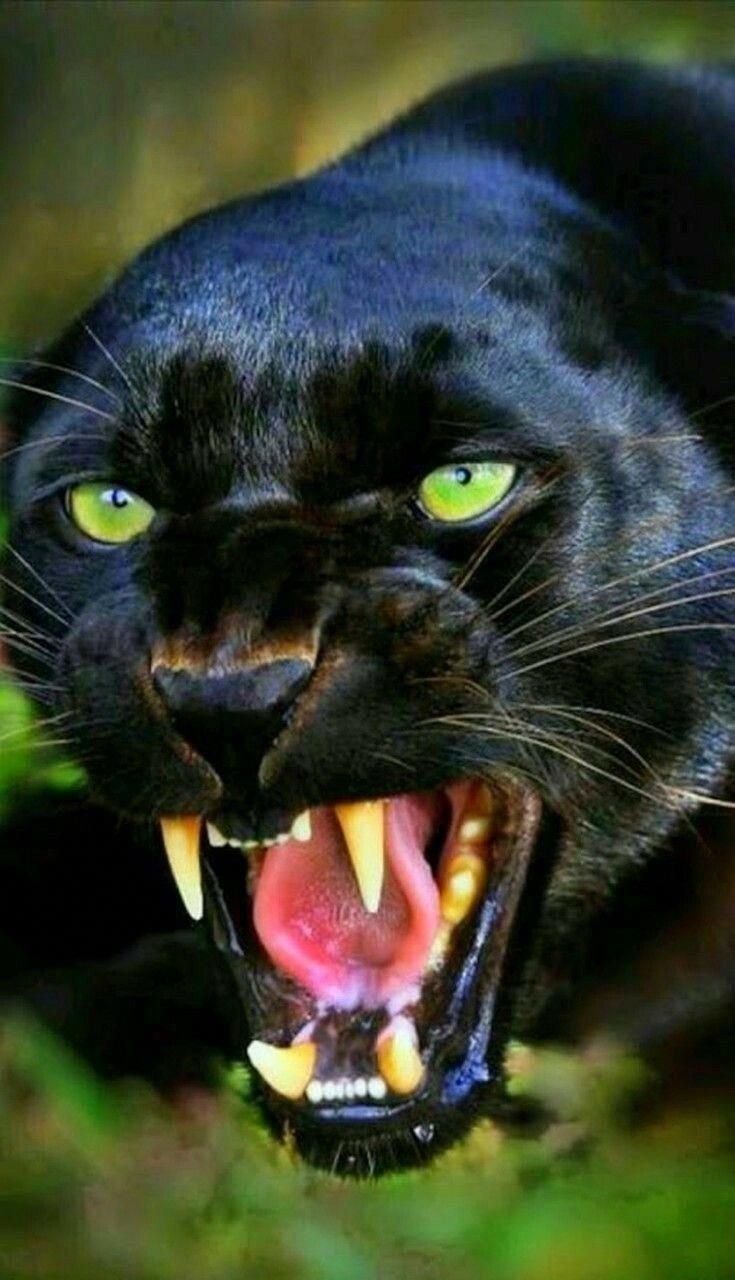 Агрессивный Доберман