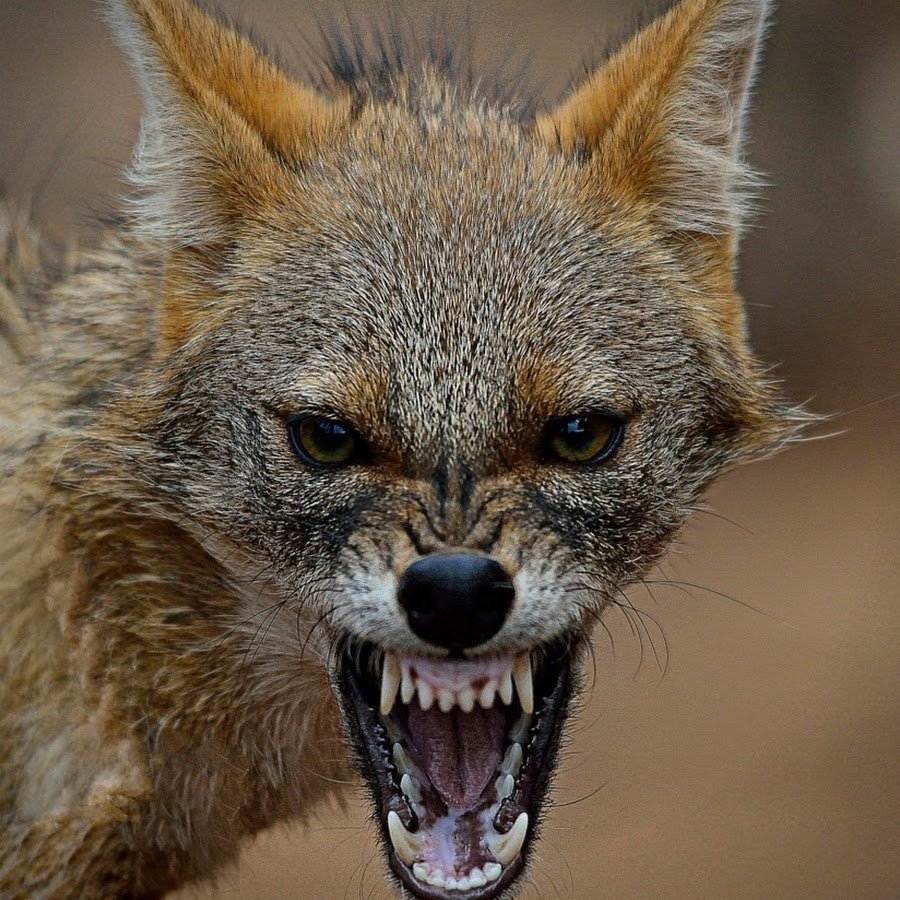 Доберман-пинчер оскал