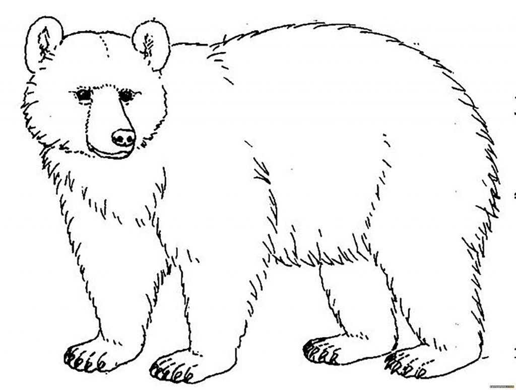 Медведь раскраска для детей цветной