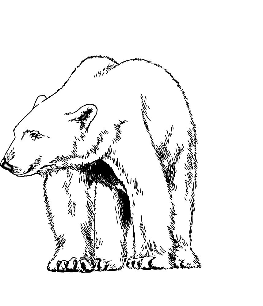 Медведь раскраска