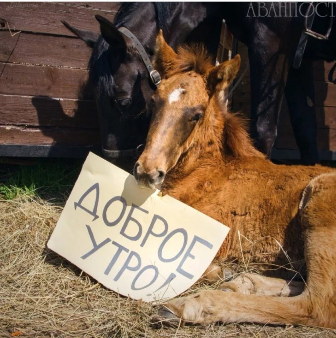 Смешные пони лошади
