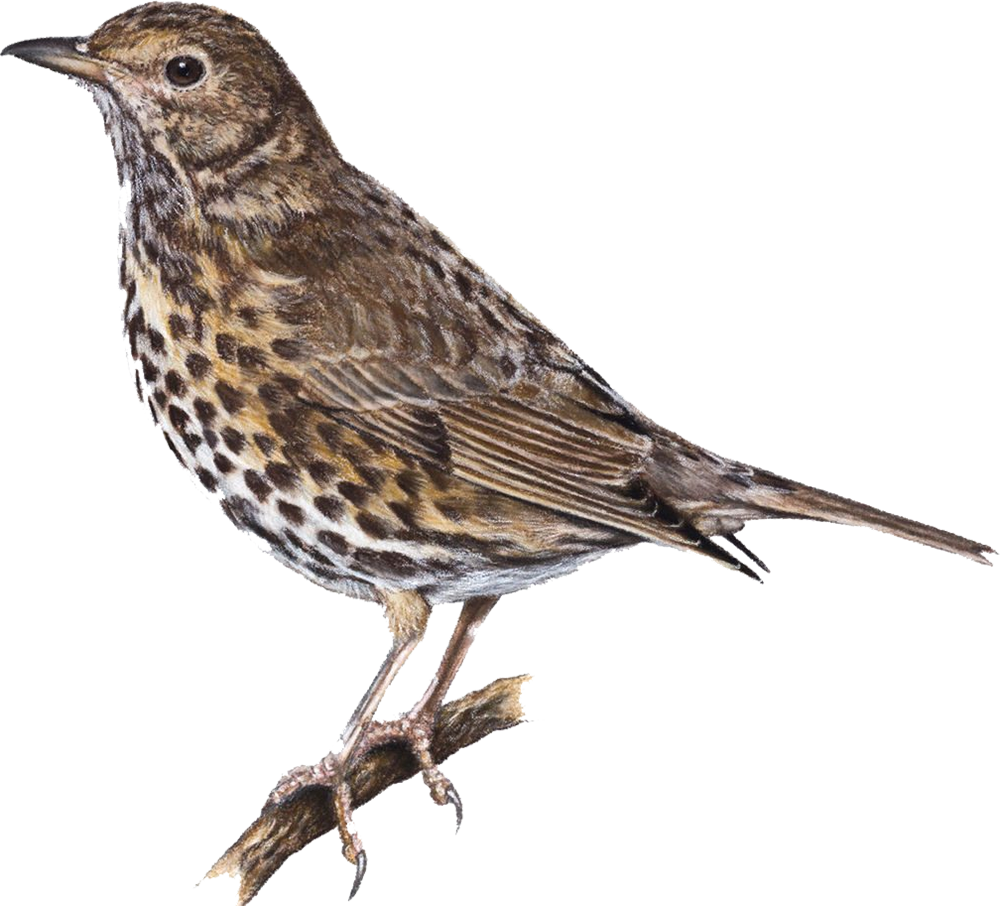 Дрозд иллюстрация