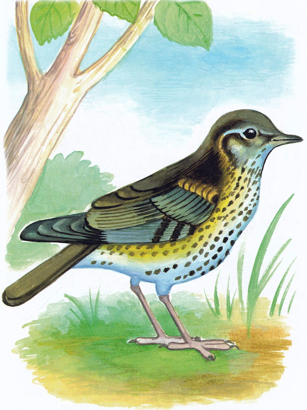 Перелетные птицы Дрозд для детей