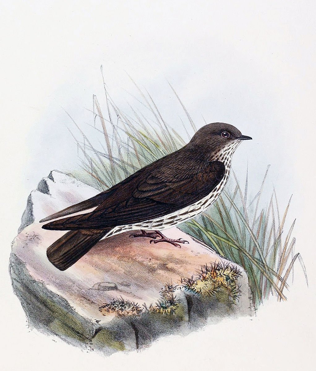 Перевод птицы Американ Робин