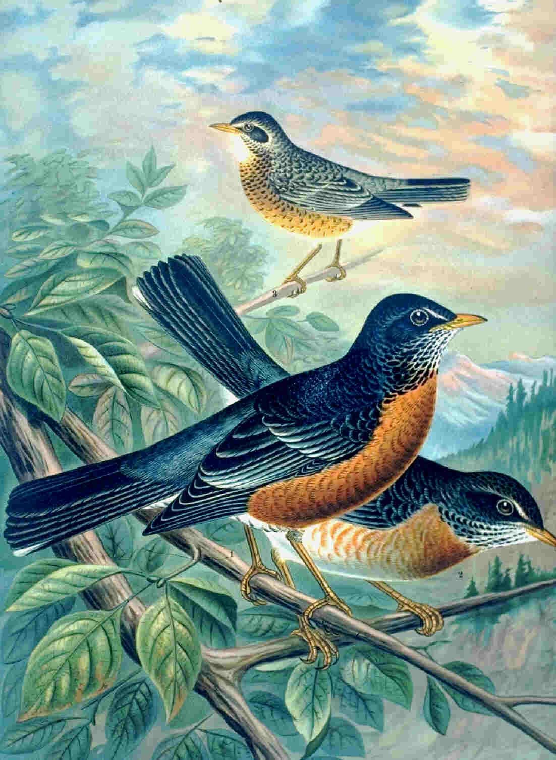 Дрозд на белом фоне