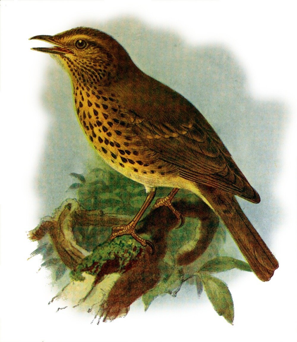 Малиновка птица на прозрачном фоне