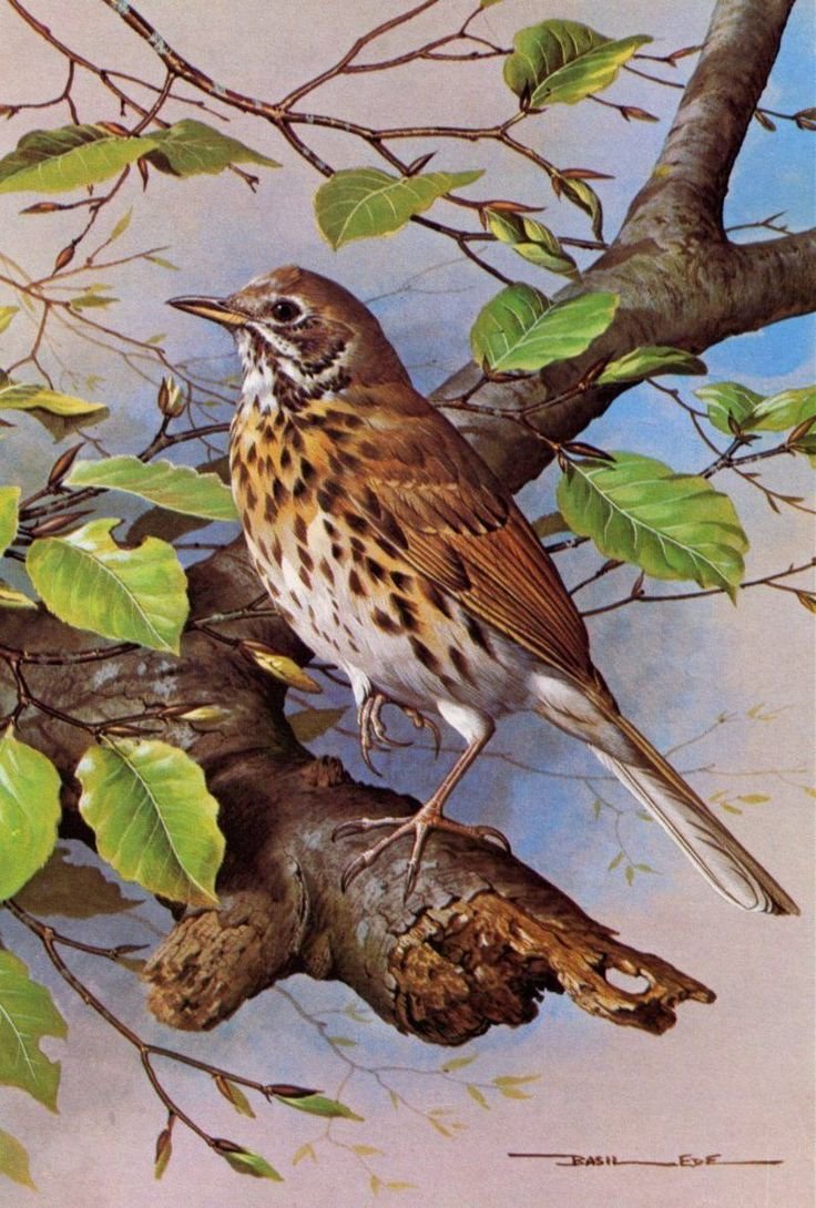 Базиль Эде птицы