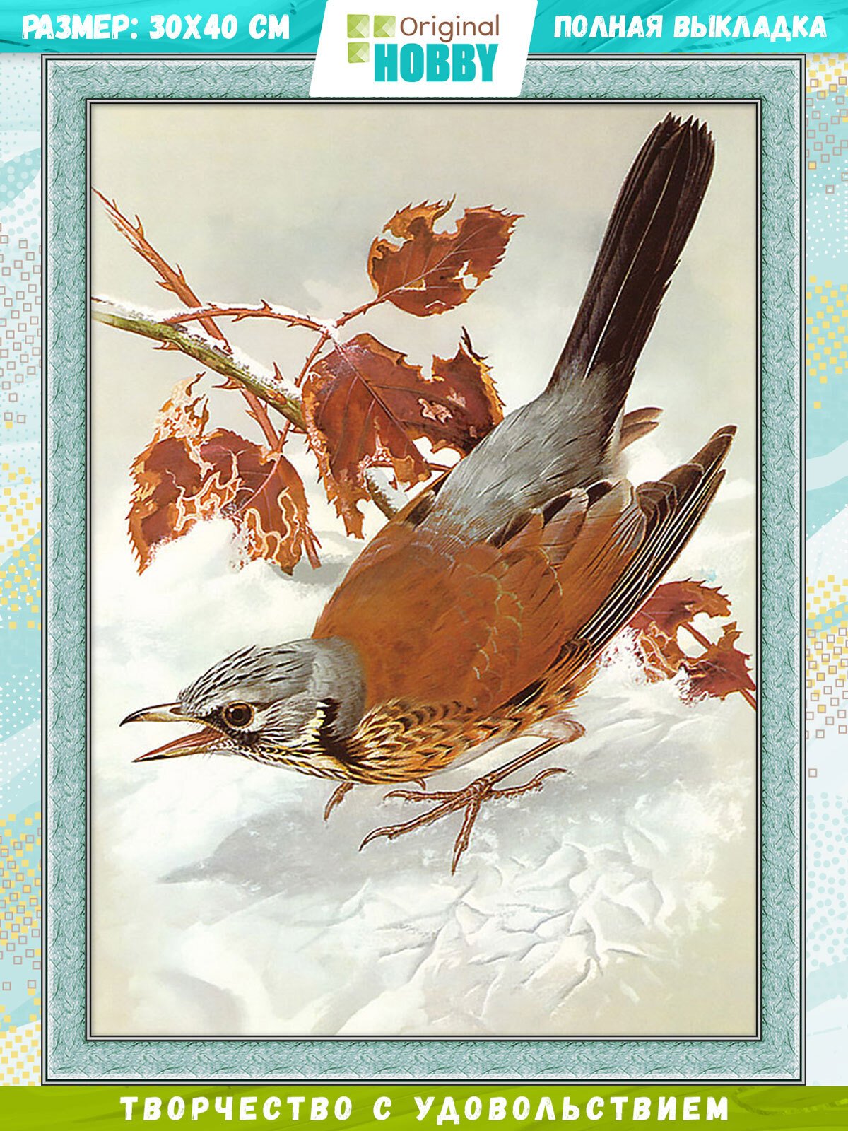 Певчий Дрозд рисунок