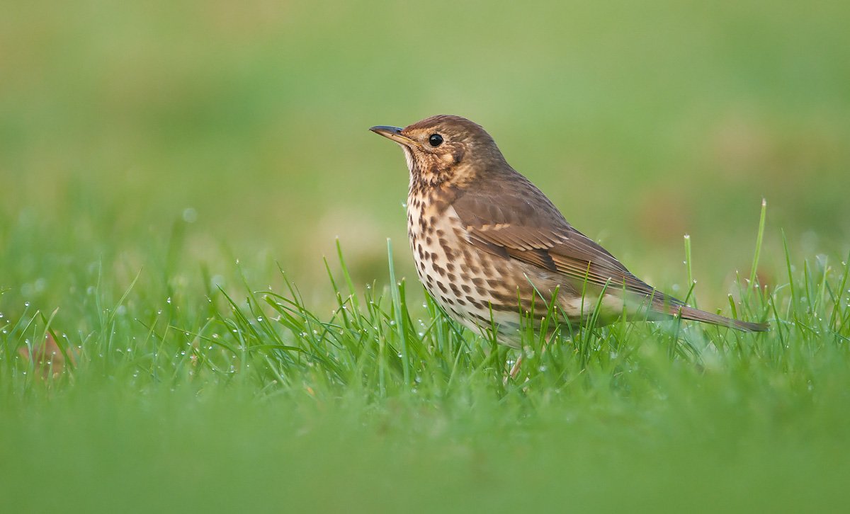 Певчий Дрозд
