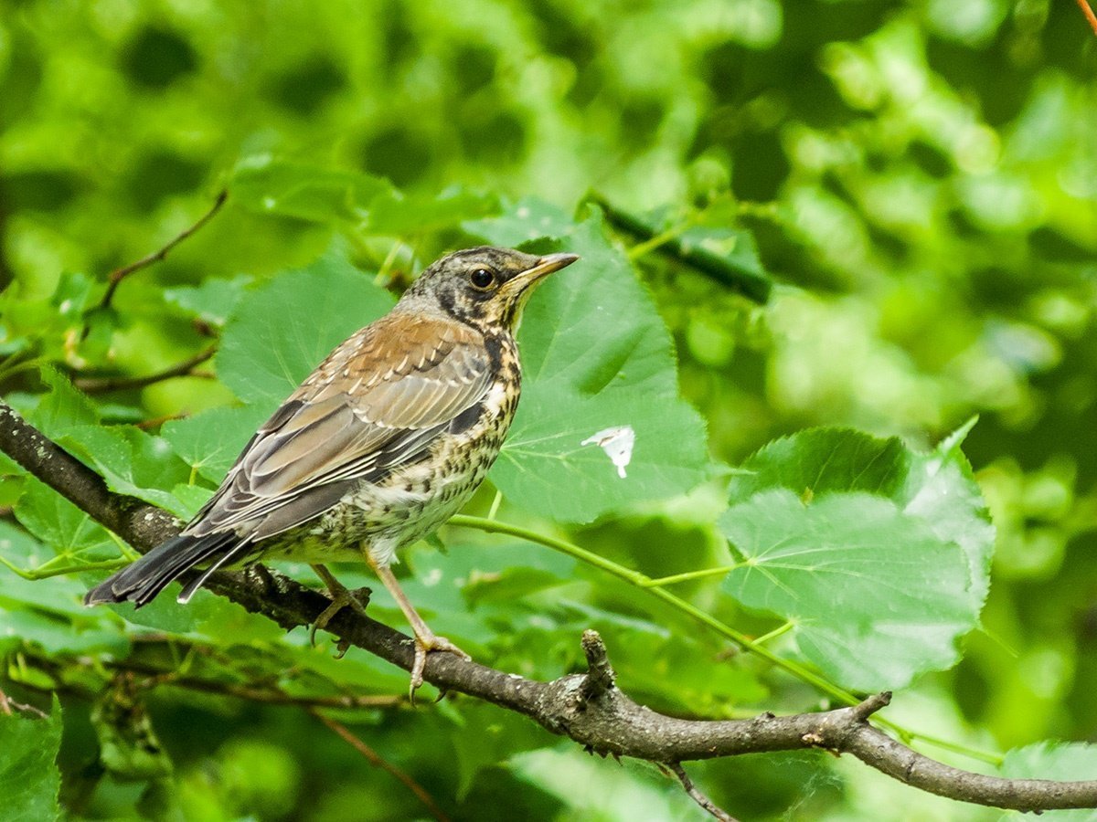Соловей (Luscinia Luscinia)