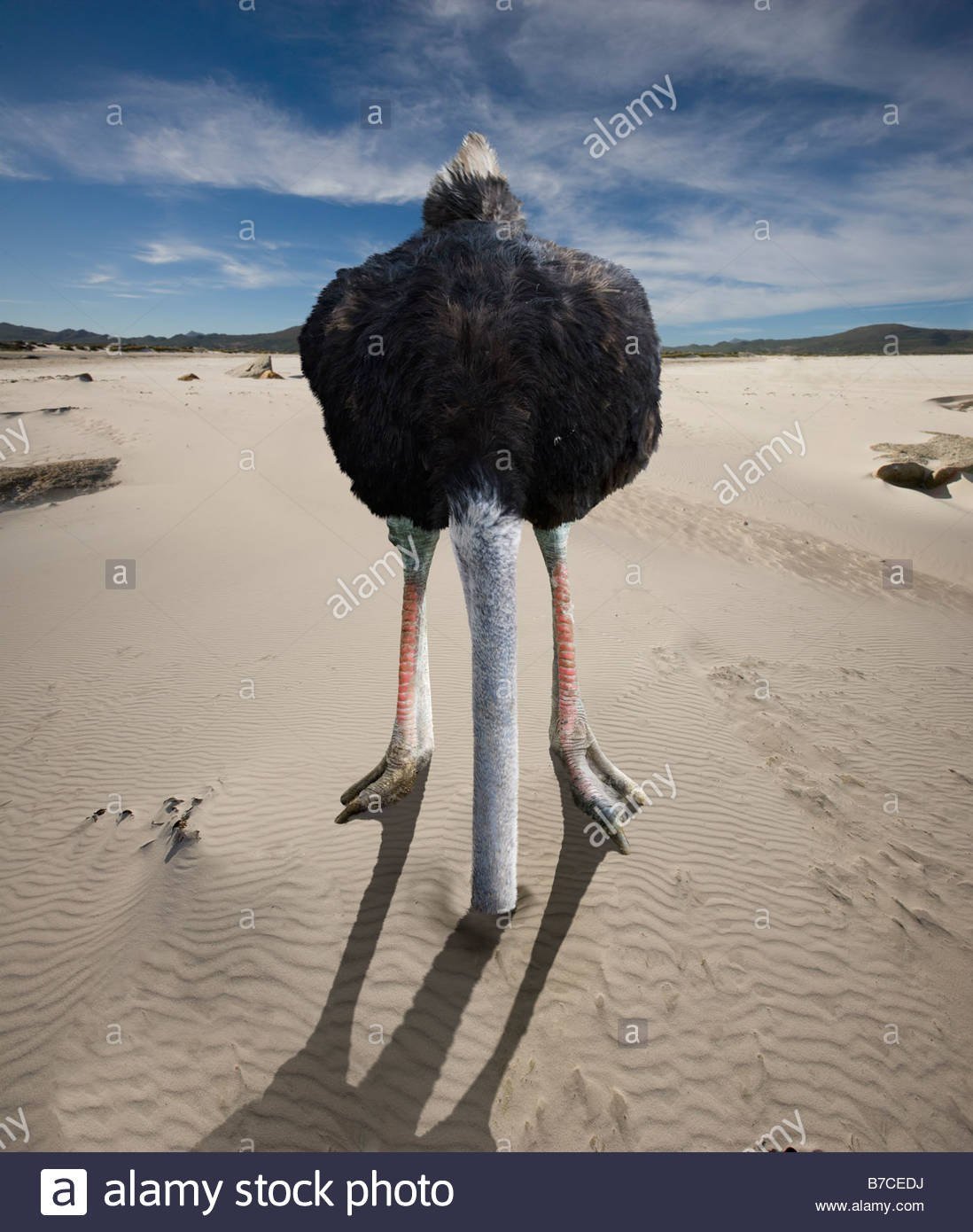 Страус прячет голову