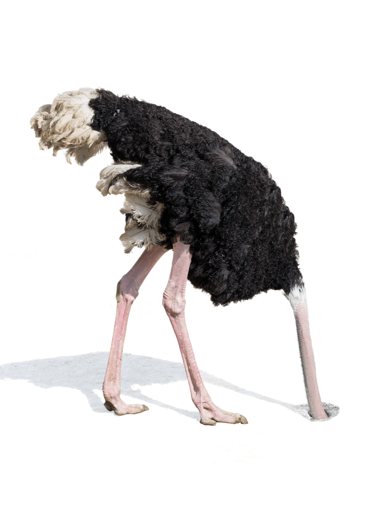 Страус голова в песке картинки