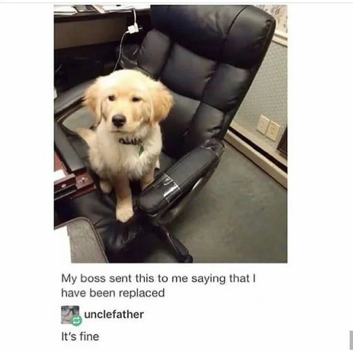 Собака сидит как босс Мем