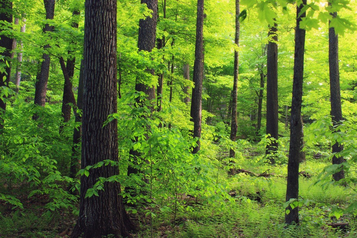 Лиственный лес Пермского края