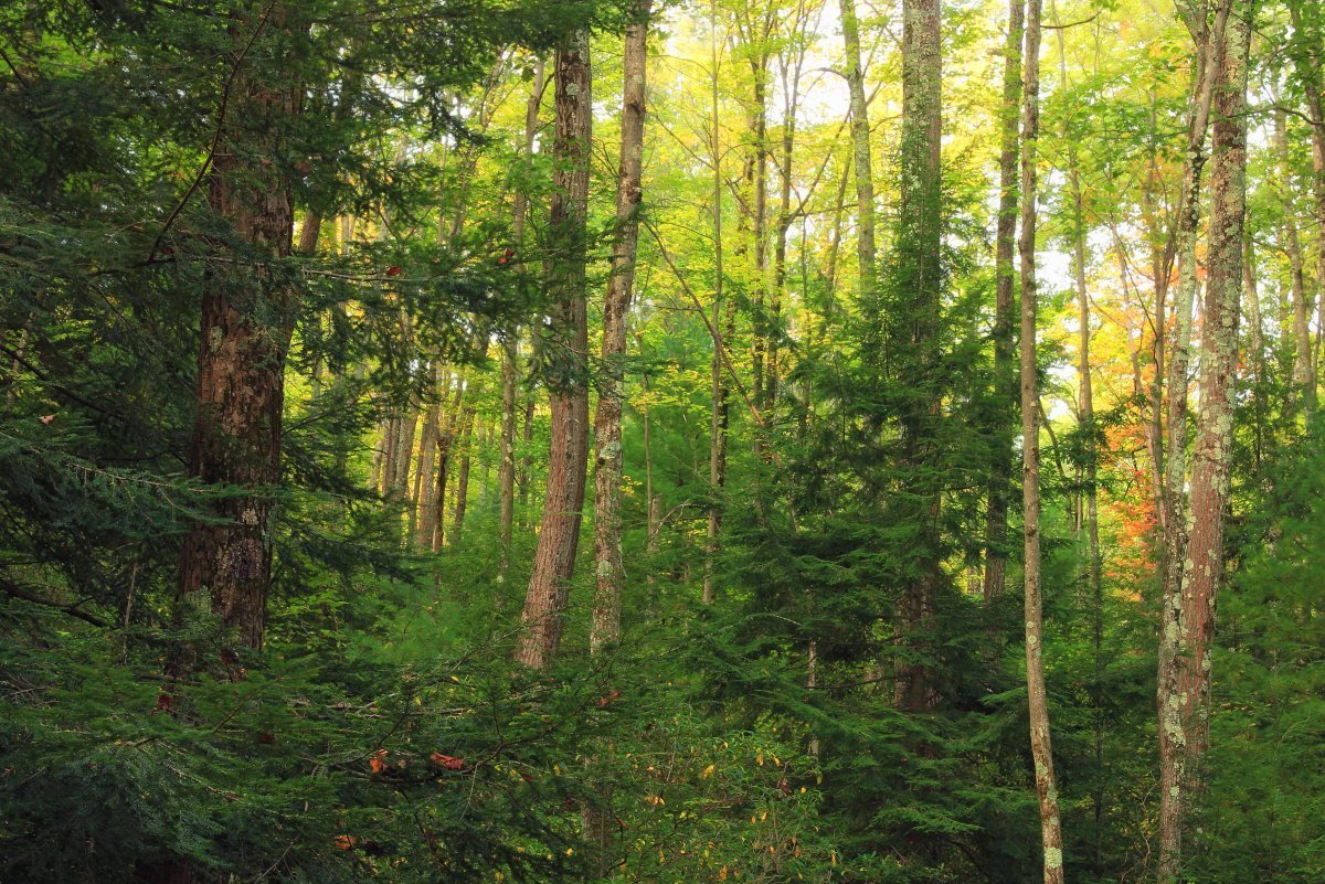 Дальневосточный широколиственный лес