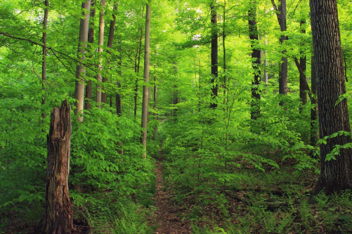 Широколиственный лес лес