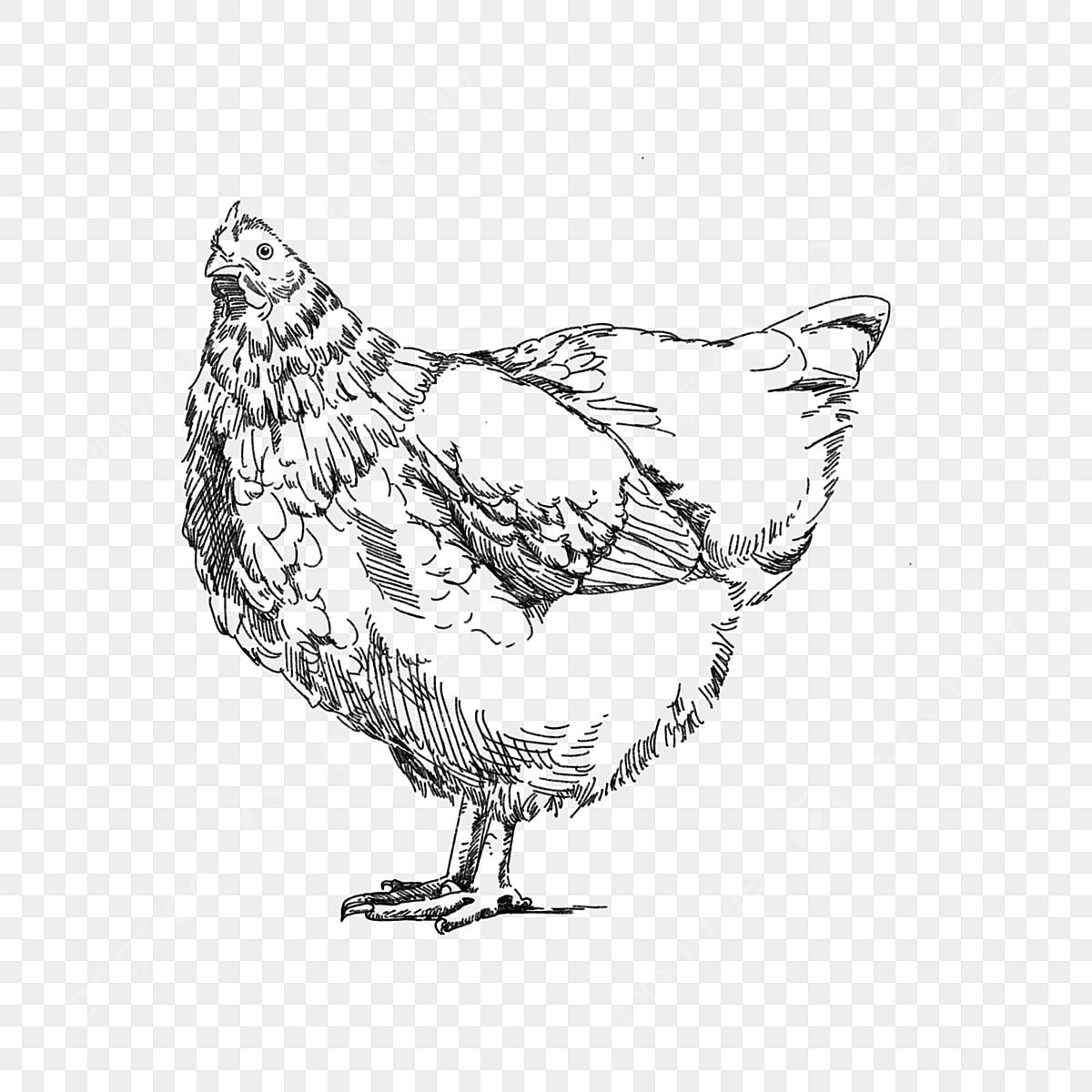 Курица знак