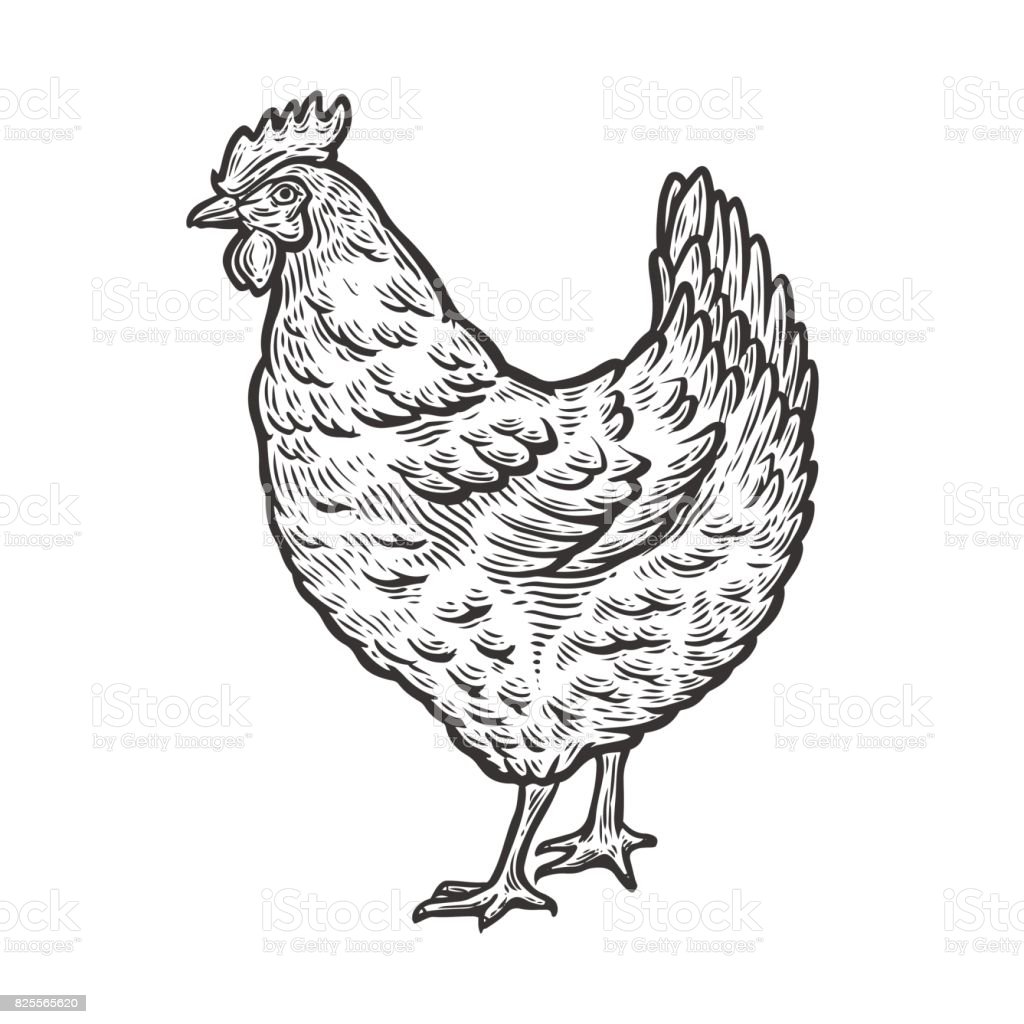 Курица раскраска для детей 3-4 лет