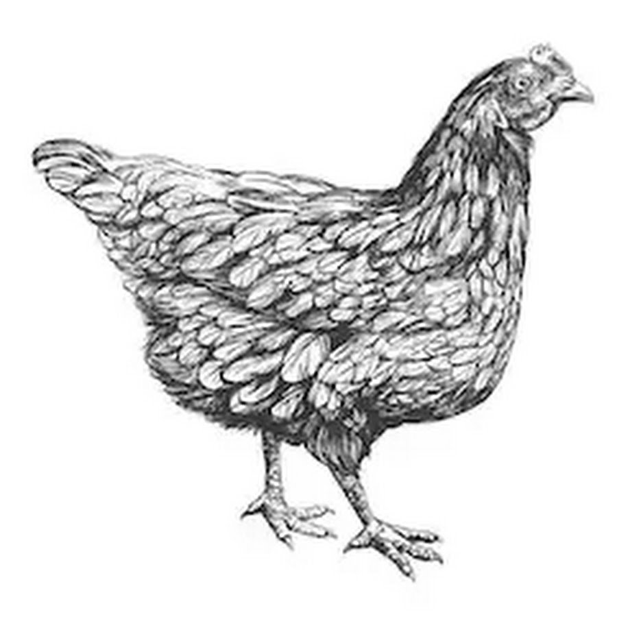 Курочка силуэт