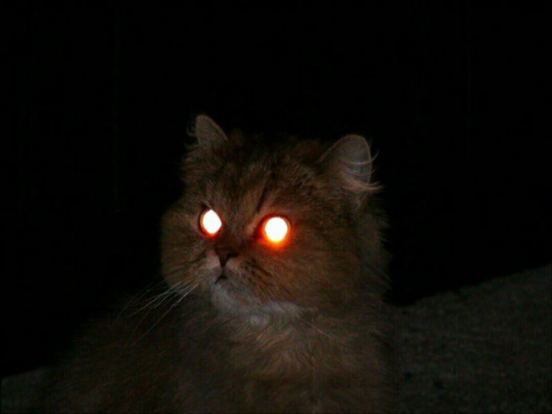Посвети глазами. Светящиеся глаза. Кот со светящимися глазами. Кошка со светящимися глазами. Черный кот со светящимися глазами.