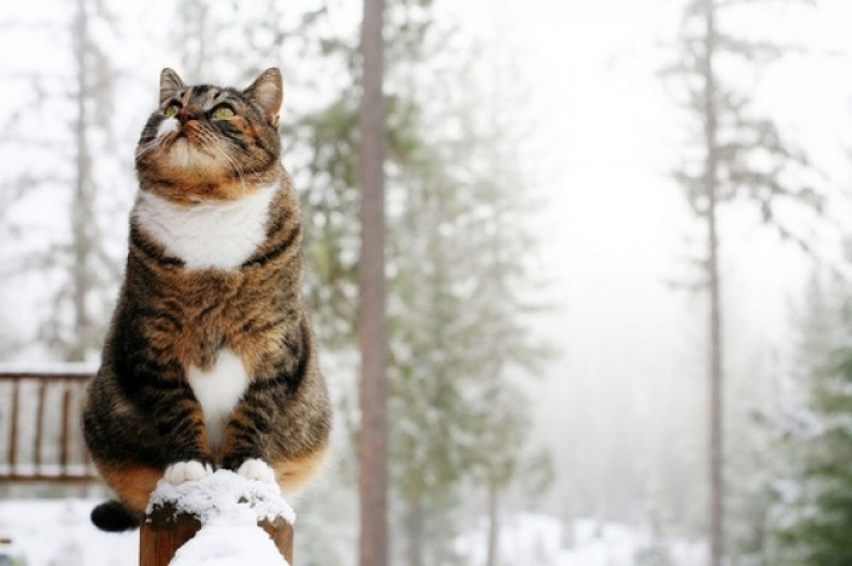 Подснежники в снегу