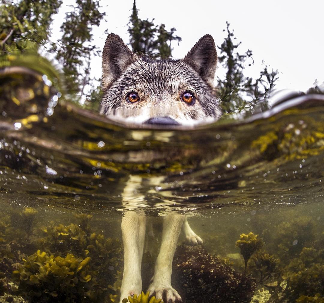 УГАРНЫЙ волк