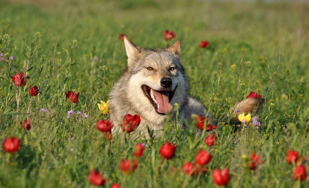 Веселый волк