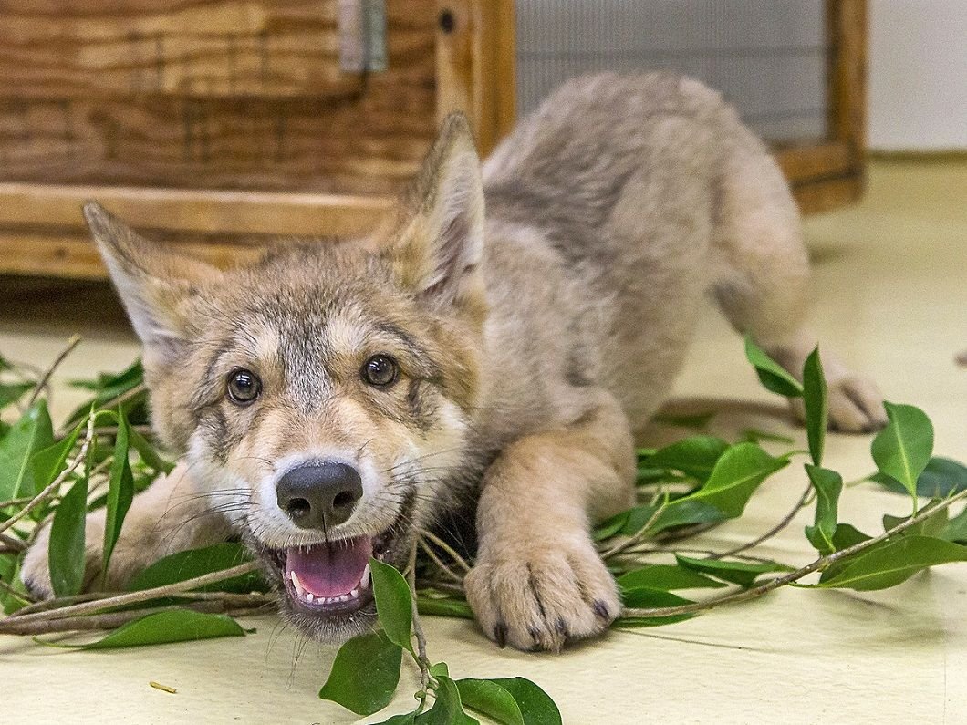 Милые волки